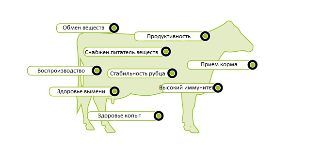 Влияние органически связанных микроэлементов на коров