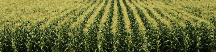 Кукурузный силос высокого класса с консервантом Бонсилаге Майс