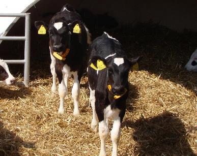 Здоровые телята с Кальвицин