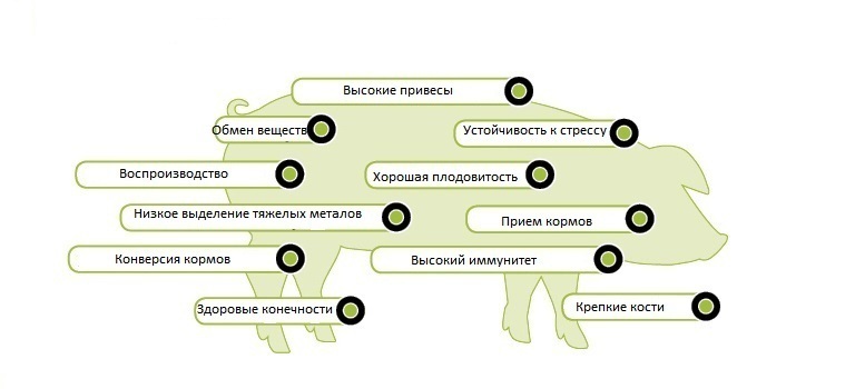 Влияние органически связанных микроэлементов на свиней