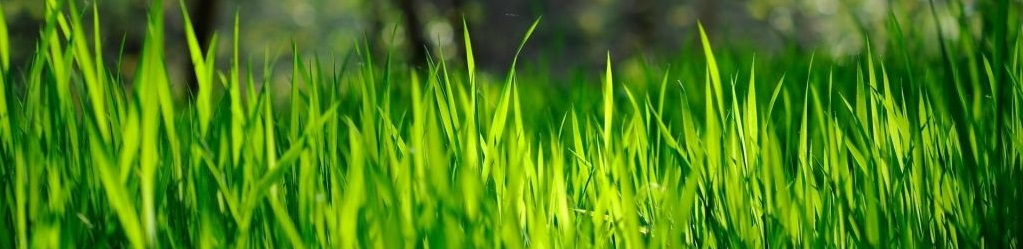 Своевременно скошенные травы - основа качественного сенажа